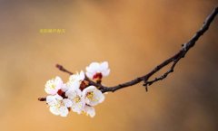 在這春暖花開的季節(jié)，歡迎你們加入知道網(wǎng)絡(luò)