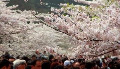 你見過空無一人的中山公園櫻花大道嗎？美！